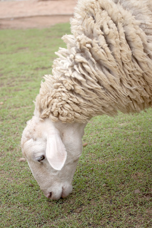 A sheep eatting green grasses.の写真素材
