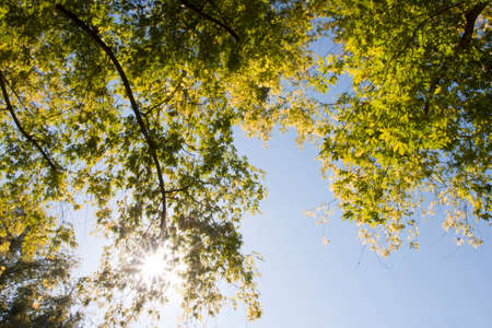 Sky and sunshine in the trees. の写真素材