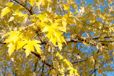 Beautiful autumn leaves from a maple tree.の写真素材