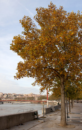 LYON, FRANCE - October 26, 2013   Tree in autunm time near The Red Bridge, Saone River Lyon, France のeditorial素材