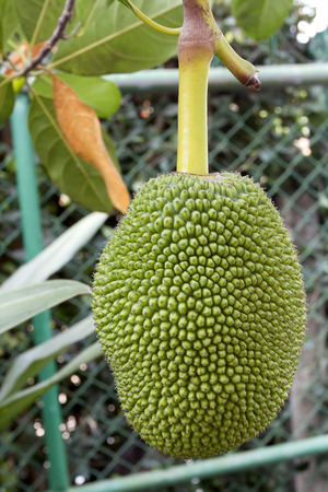 Thai Jackfruit on the tree.