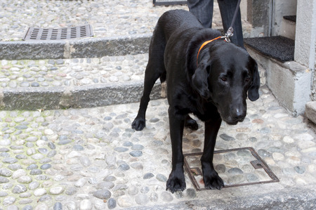 Labrador black dog on the stone partway.の写真素材