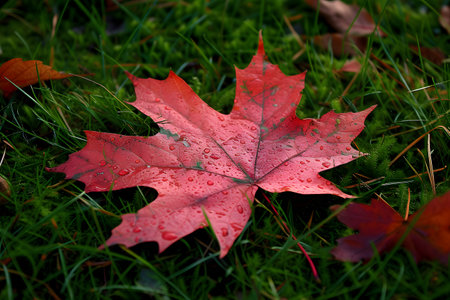 Vivid red maple leaves with fresh raindrops rest on lush green grass, symbolizing the change of seasons.の素材