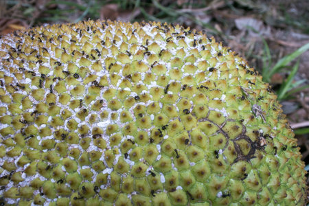 Ants and aphids share a well-documented symbiotic relationshipの写真素材