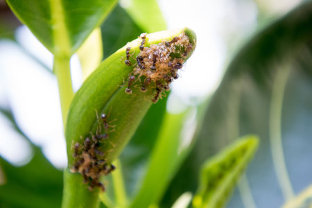 relations with ant and aphid, ant feeding food to aphid.の写真素材