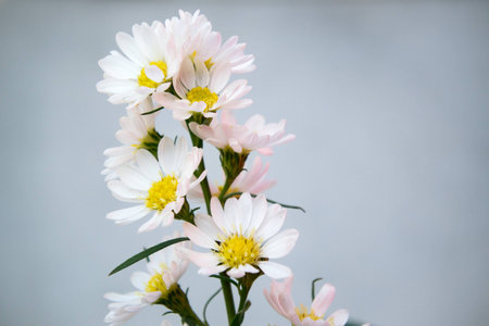 Lovely blossom daisy flowersの写真素材