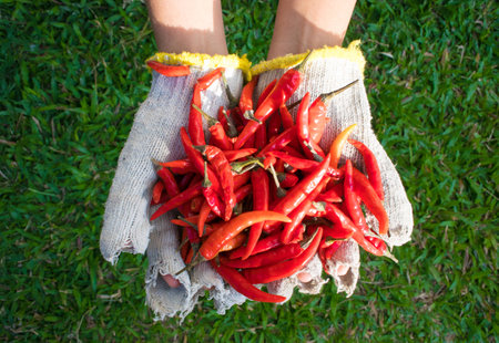 fresh chili hot and spicy on female hand with old gloveの写真素材