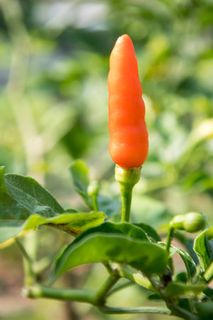 Bird's Eye Chilli very spicy,chili in the gardenの写真素材