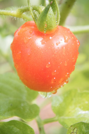 freash tomato with water Droplet, Ripe organic tomatoe in gardenの写真素材