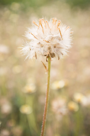 dry autumn flowers on the fieldの写真素材