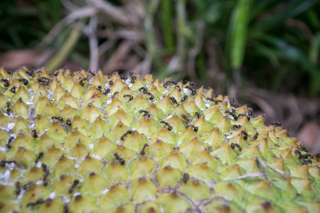 Ants and aphids share a well-documented symbiotic relationshipの写真素材