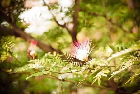abstract blurred flower backgroundの写真素材