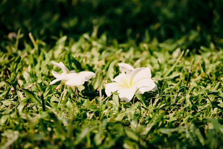 Frangipani or plumeria commonly used for decorate dwellings.の写真素材