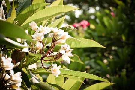 Frangipani or plumeria commonly used for decorate dwellings.の写真素材
