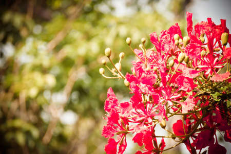 flowers Beautiful background blurの写真素材