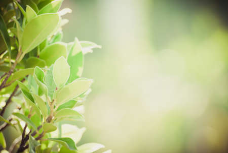 abstract blurred flower backgroundの写真素材