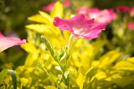 abstract blurred flower backgroundの写真素材