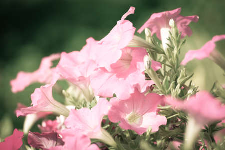 abstract blurred flower backgroundの写真素材