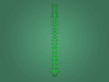 Xray spine anatomy
