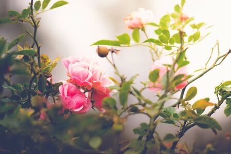 Roses in the garden filtered, Roses are beautiful with a beautiful sunny day.の写真素材