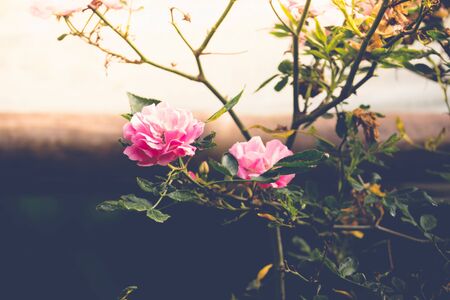 Roses in the garden filtered, Roses are beautiful with a beautiful sunny day.の写真素材