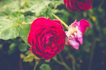 Roses in the garden filtered, Roses are beautiful with a beautiful sunny day.の写真素材