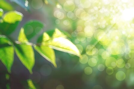 abstract natural blur background, defocused leaves, bokeh, nature background