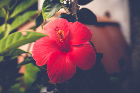 The background image of the colorful flowers, background natureの写真素材