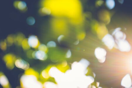 abstract natural blur background, defocused leaves, bokeh, nature backgroundの写真素材