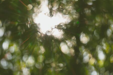 abstract natural blur background, defocused leaves, bokeh, nature backgroundの写真素材