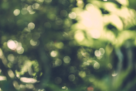 abstract natural blur background, defocused leaves, bokeh, nature backgroundの写真素材