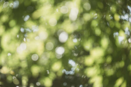 abstract natural blur background, defocused leaves, bokeh, nature backgroundの写真素材