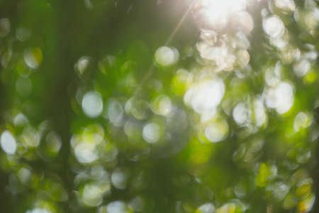 abstract natural blur background, defocused leaves, bokeh, nature backgroundの写真素材