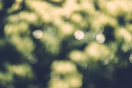 abstract natural blur background, defocused leaves, bokeh, nature backgroundの写真素材