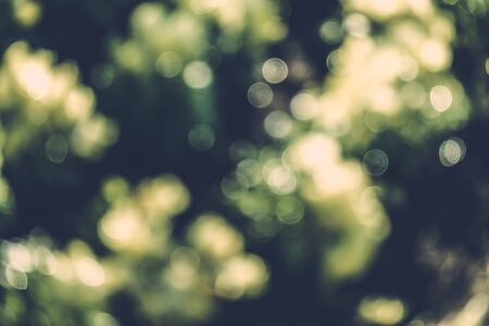 abstract natural blur background, defocused leaves, bokeh, nature backgroundの写真素材