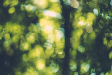 abstract natural blur background, defocused leaves, bokeh, nature backgroundの写真素材