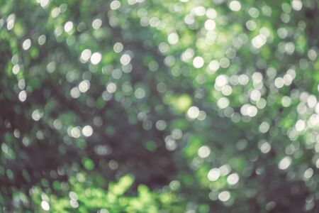 abstract natural blur background, defocused leaves, bokeh, nature backgroundの写真素材
