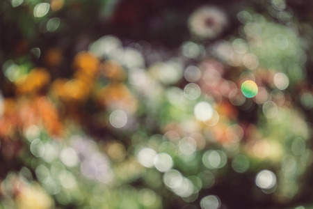 abstract natural blur background, defocused leaves, bokeh, nature backgroundの写真素材