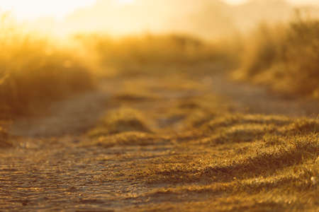 abstract natural blur background, defocused leaves, bokeh, nature backgroundの写真素材