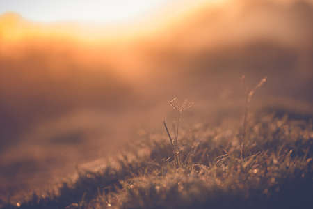 abstract natural blur background, defocused leaves, bokeh, nature backgroundの写真素材