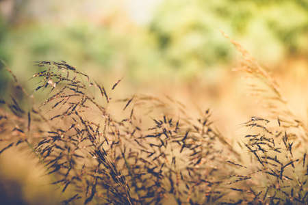 fresh tropical meadow backgroundの写真素材