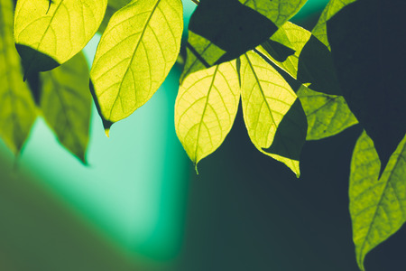 Tree branch over blurred green leaves background, nature backgroundの写真素材