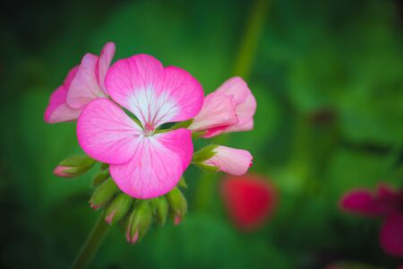 The background image of the colorful flowers, background natureの写真素材