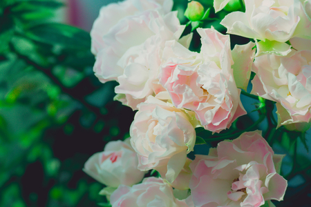 Roses in the garden filtered, Roses are beautiful with a beautiful sunny day.の写真素材