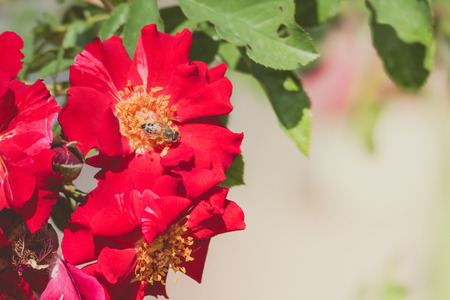 Roses in the garden filtered, Roses are beautiful with a beautiful sunny day.の写真素材