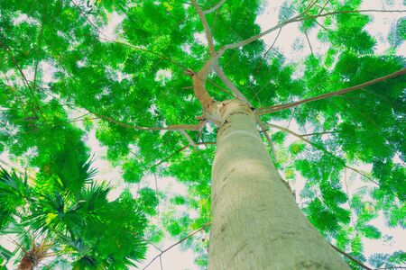 The warm spring sun shining through the canopy of tall beech trees, nature backgroundの写真素材
