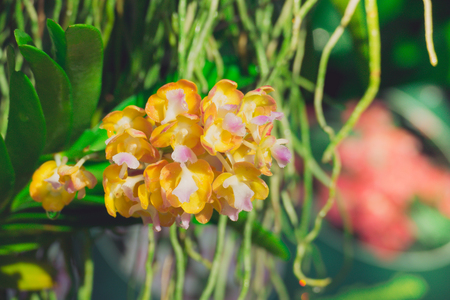 Beautiful blooming orchids in forest, On the bright sunshineの写真素材