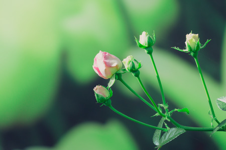 Roses in the garden filtered, Roses are beautiful with a beautiful sunny day.の写真素材