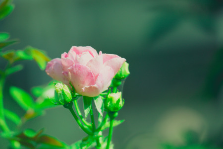 Roses in the garden filtered, Roses are beautiful with a beautiful sunny day.の写真素材