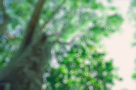 The warm spring sun shining through the canopy of tall beech trees, nature backgroundの写真素材